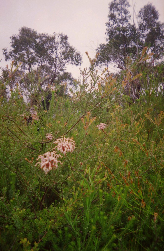 As a Bushwalk