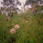 As a Bushwalk